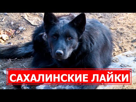 Видео: СПЕЦРЕП: Знаменитая сахалинская ездовая собака под угрозой исчезновения