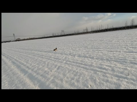 Видео: ЗАЙЦЫ выпрыгивают как бешенные.6 зайцев за два часа охоты.#охотанакубани #охотаназайца #охота