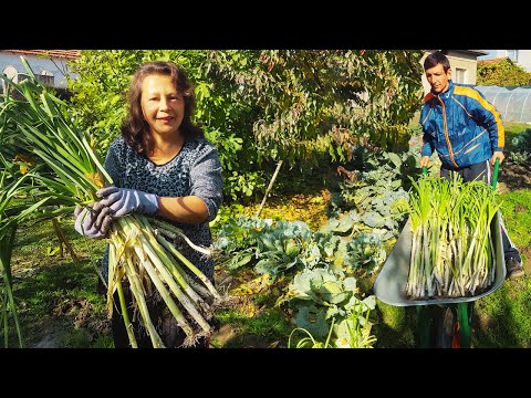 Видео: Праз лукът е тук! Извадихме го и сме готови за зимни вкусотии. Живот на село