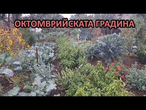 Видео: През октомври като през април / Градина без копане / Tony's permaculture garden