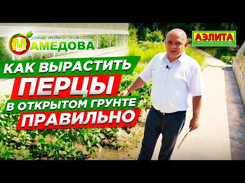 Видео: Как Вырастить ПЕРЦЫ В ОТКРЫТОМ ГРУНТЕ Правильно. Секреты Бориса Мамедова.