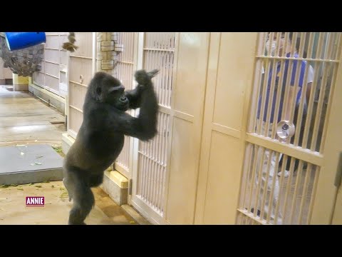 Видео: Возбужденная самка гориллы начеку | Группа Шабани