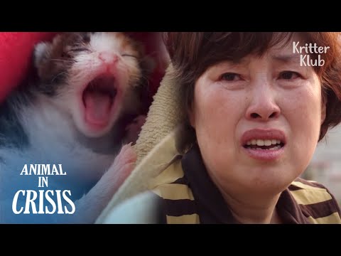 Видео: Кошка с парализованными ногами никогда не сдается от котят (часть 1) | Животное в кризисе EP253