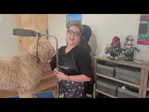 Видео: Как расчесывать австралийского лабрадуделя