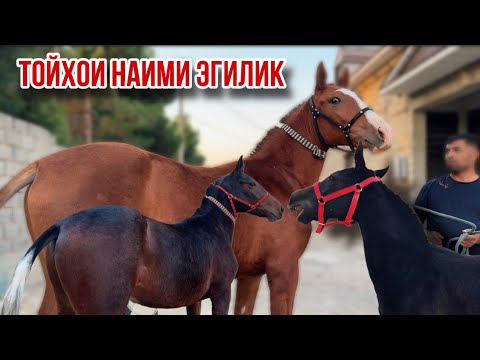 Видео: Дончак Кара байир тойхои нав Наими Эгилик 