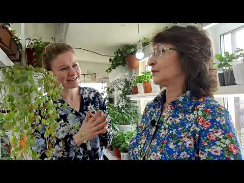 Видео: 300 сортов ПЕЛАРГОНИИ в теплице у Светланы. Советы и опыт по содержанию и уходу
