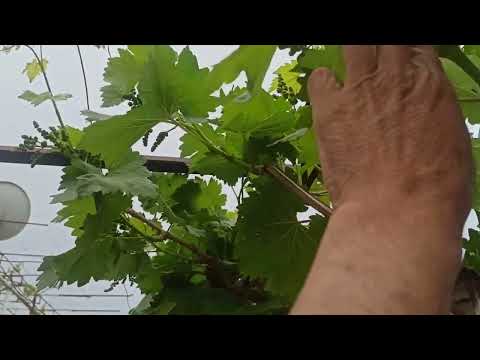 Видео: Бурида партофтани хушаҳои ангури Велес.