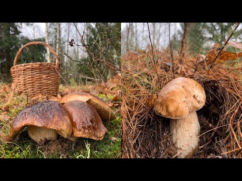 Видео: БЕЛЫЕ ГРИБЫ ПОСЛЕ ЗАМОРОЗКОВ? ЛЕГКО!!! БЕЛАРУСЬ!