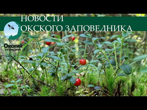 Видео: Новости Окского заповедника от 9 августа 2024 г.