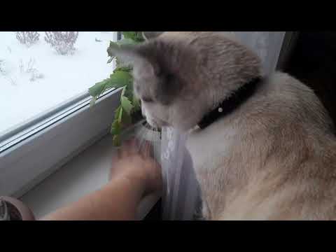 Видео: Мой🌲Загородный🏡дом 11.11.2025/Снегопад❄️божественно❄️красиво❤️/Домашний #влог #загородныйдом #рек   