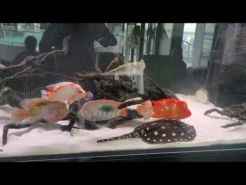 Видео: В гостях у Аскера город Махачкала 2024г