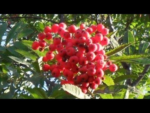 Видео: Рябина, описание, посадка и уход.