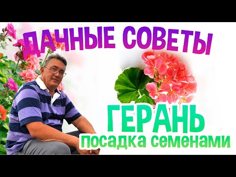 Видео: ДАЧНЫЕ СОВЕТЫ - ЛУЧШИЙ СПОСОБ РАЗМНОЖЕНИЯ ГЕРАНИ часть 5 /ПОСАДКА СЕМЕНАМИ/