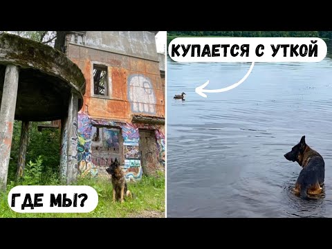 Видео: ГРАНД КУПАЕТСЯ НА РЕКЕ С УТКОЙ [влог] - прогулка с приключениями и играми