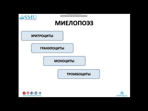 Видео: Гемопоэз