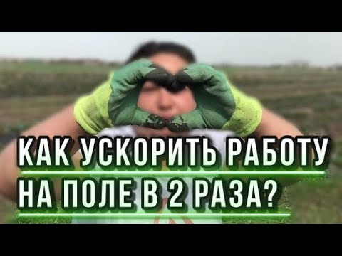 Видео: КЛУБНИКА В ПОЛЕ | Как правильно чистить клубнику?