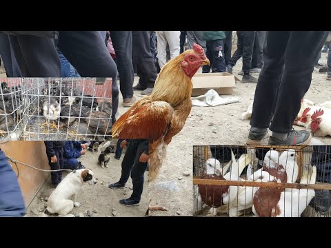 Видео: Свежий тоок базар . Кызыл -Кия 04.04.2021