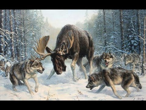 Видео: Охота на лося с лайками.