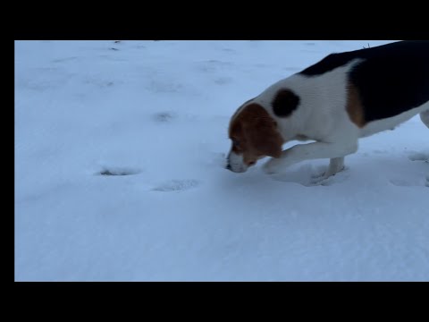 Видео: #нагонка #эстонскаягончая Нагонка эстонской гончей. Впервые отдала голос.