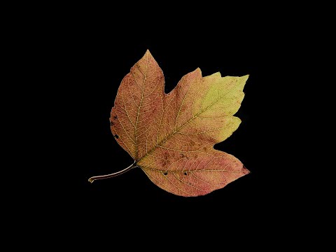 Видео: фотография листа с плоской укладкой