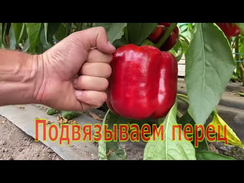 Видео: Подвязка перца - способ "Шпалера". Плюсы и минусы