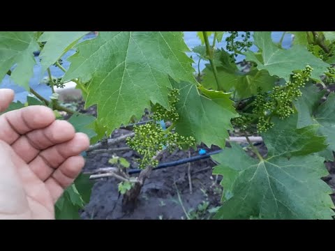 Видео: Подкормка винограда перед цветением