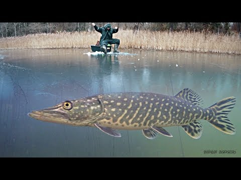 Видео: Зимняя рыбалка 2019 - 2020. Ловля на жерлицы и мормышку. Рыбалка на щуку