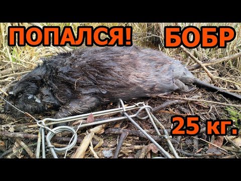 Видео: По бобриной тропе. Охота на бобра капканами осенью.