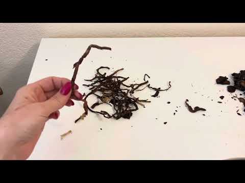 Видео: Болтаем об орхидеях. Пересадка и уход. #фаленопсис #орхидеи 