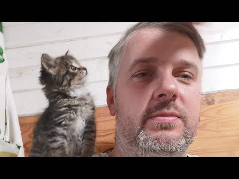 Видео: 10 #хаски и луна