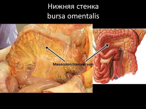 Видео: Учебное видео по теме: "Брюшина"