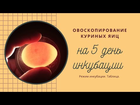 Видео: Дневник инкубации. 5-8 день. Отбраковка. Овоскопирование.