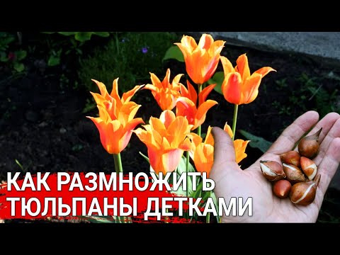 Видео: Как размножить тюльпаны детками