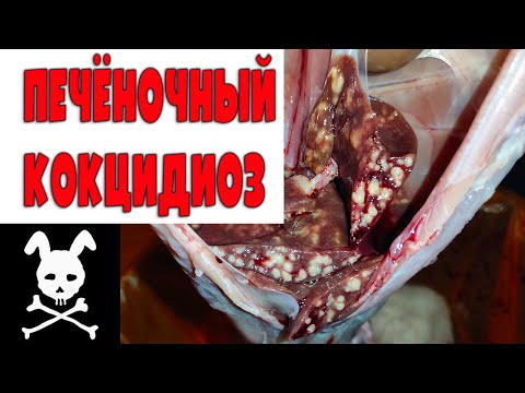 Видео: Печеночный кокцидиоз