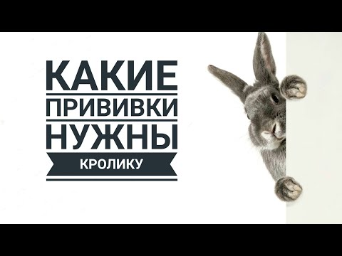Видео: Нужны ли декоративному кролику прививки / Does a rabbit need vaccinations?