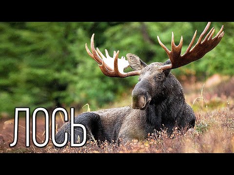 Видео: Лось: Лесной великан | Интересные факты про лосей