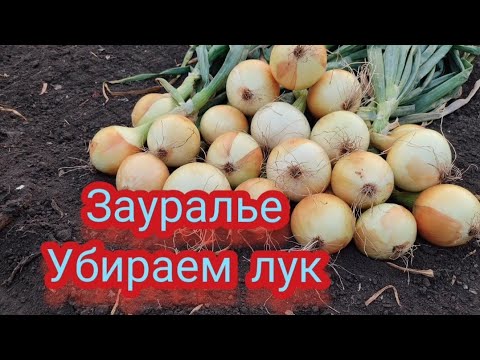 Видео: Убираю лук. Что делаю с луком и  грядкой после после уборки.