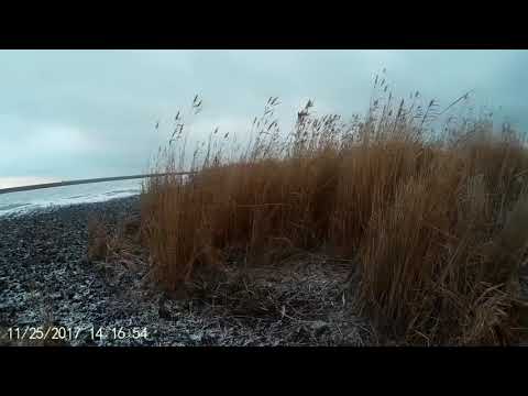 Видео: Охота на лис с Русскими Пегими Гончими