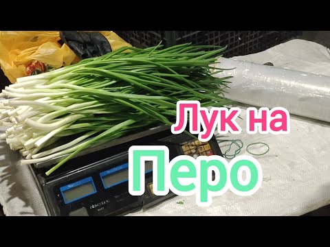 Видео: Лук на перо
