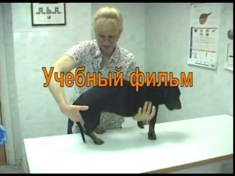 Видео: Грыжа межпозвонкового диска у таксы  1 часть  Учебный фильм
