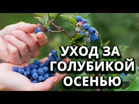 Видео: Что делать с голубикой осенью?