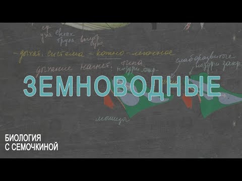 Видео: Земноводные