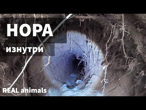 Видео: Нора изнутри: ондатра и тайная жизнь животных за 5 минут до попадания в пасть хищника / Real animals