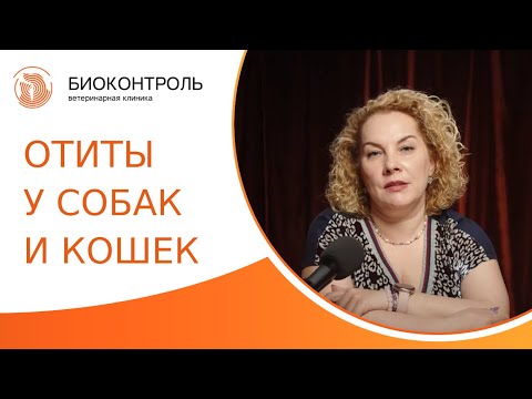 Видео: 👂 Отиты у собак и кошек: виды отитов, симптомы, диагностика и лечение. Отиты у собак и кошек. 18+