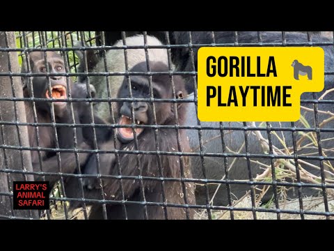 Видео: Нон-стоп игра с гориллами 🦍 Каембе против Кунды!