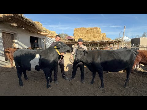 Видео: БУГОЗ СИГИРЛАР СОТИЛАДИ 6 ноября 2025 г.