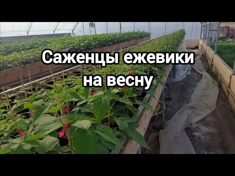 Видео: Саженцы ежевики. Обзор теплицы