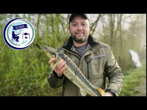 Видео: РЫБАЛКА НА ОСЕТРА В ГЕРМАНИИ !!! НА ЧТО КЛЮЕТ ???  Angeln auf Stör !!!