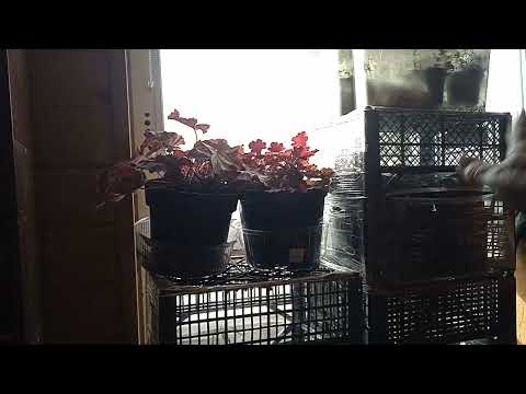 Видео: КАК СОХРАНИТЬ СБЕЖАВШУЮ НЕВЕСТУ И ФРЕНЧ БОЛЕРО?