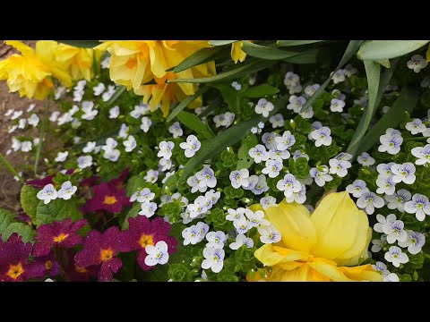 Видео: Вероника нитевидная. Заполонила всю клумбу!